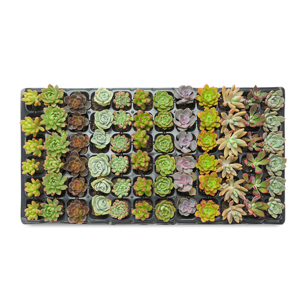 Assorted Succulent 72 Plug Tray (12 Varieties)