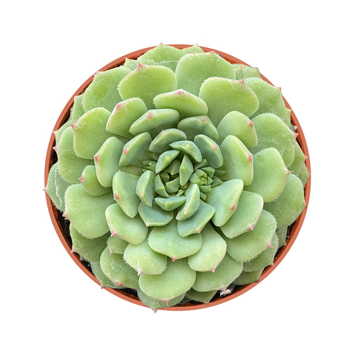 dondo succulent Echeveria Dondo(4 inch) – Thenextgardener