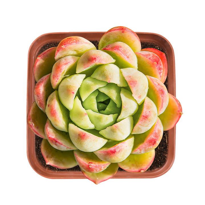 chilean succulents Echeveria 'Lime and Chile' – Thenextgardener