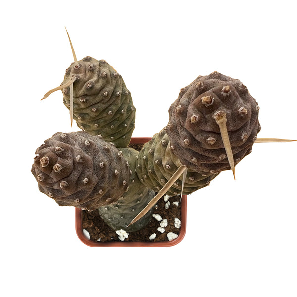 Tephrocactus articulatus var. inermis / Pine Cone Cactus