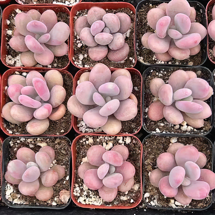 lavender pebbles succulent Graptopetalum Amethystinum – Thenextgardener