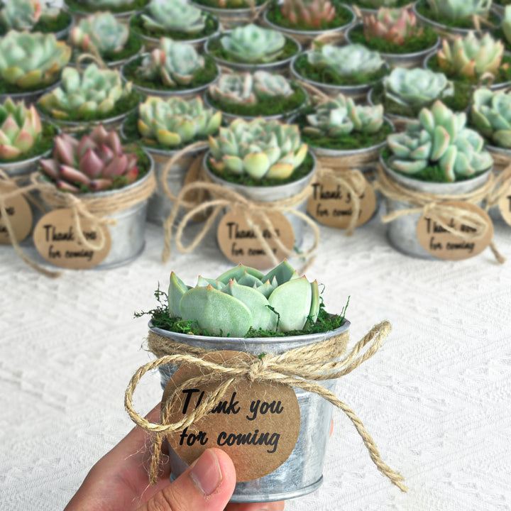 succulent party plates Classic Delicate Metal Bucket Succulent Favors (Tag Custom Supported)