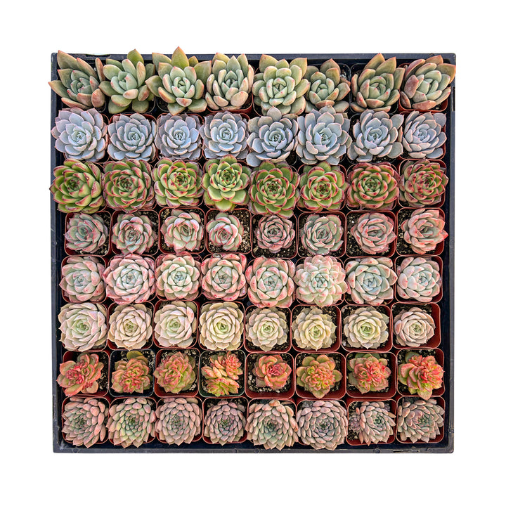 64-pack-of-small-succulent-plants-for-party-favors