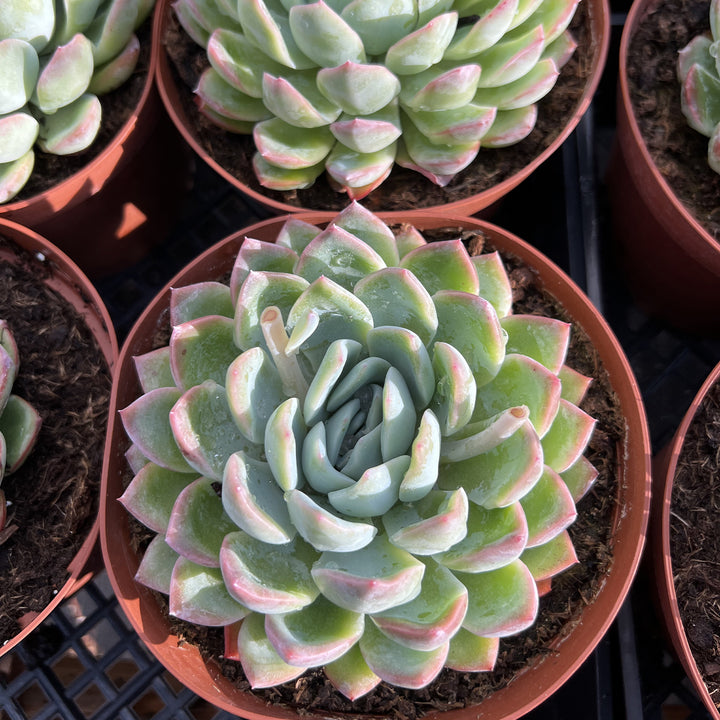 suryeon succulent Echeveria 'Suryeon' (6 inch) – Thenextgardener