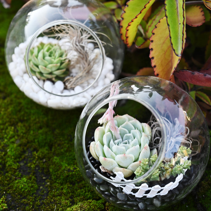 white pebble succulent garden White Polished Pebbles for Succulents Plants Decorative, 9mm-12mm 1.5 lb