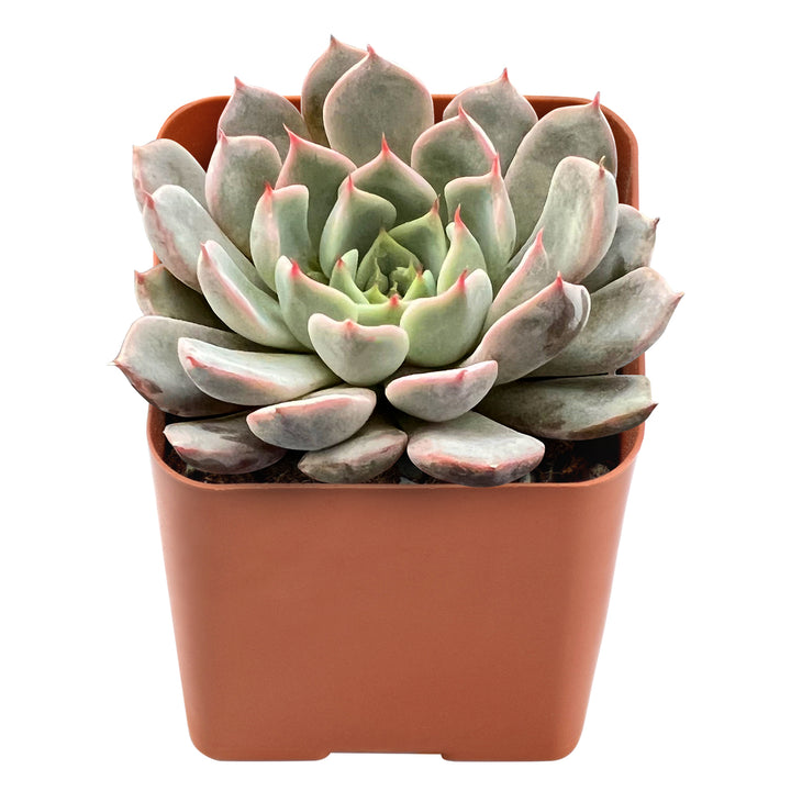 front-appearance-of-Echeveria-Texensis-Rosea