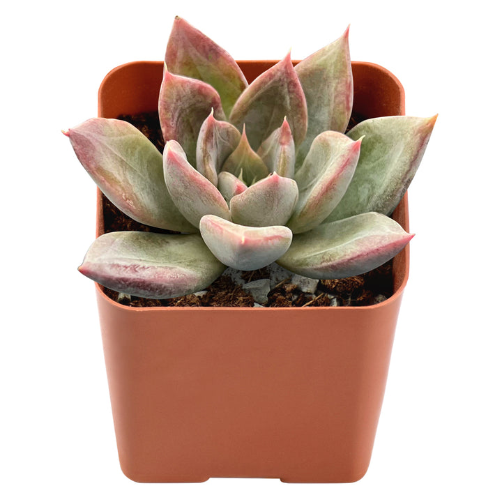 front-appearance-of-Echeveria-Silver-Queen