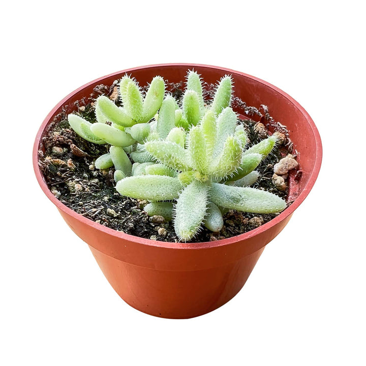Delosperma Echinatum "Pickle Plant" Variegata (4 inch)