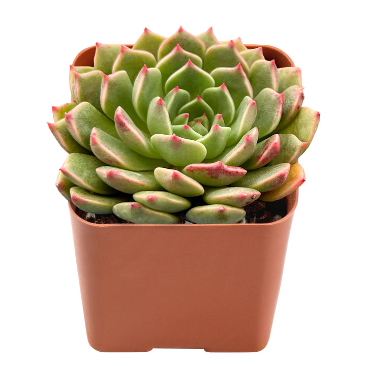 front-appearance-of-Echeveria-Olivia
