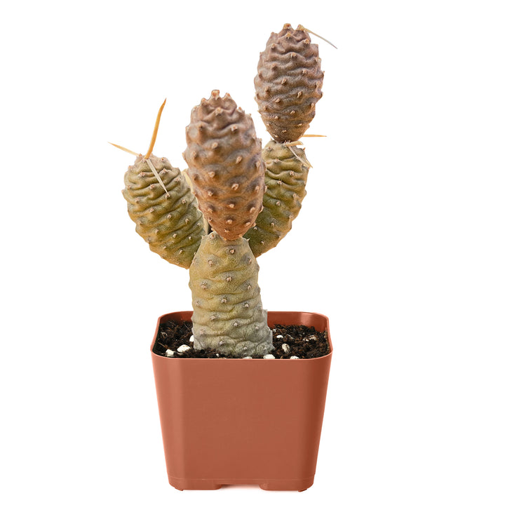 succulent that looks like pine cone Tephrocactus articulatus var. inermis / Pine Cone Cactus – Thenextgardener