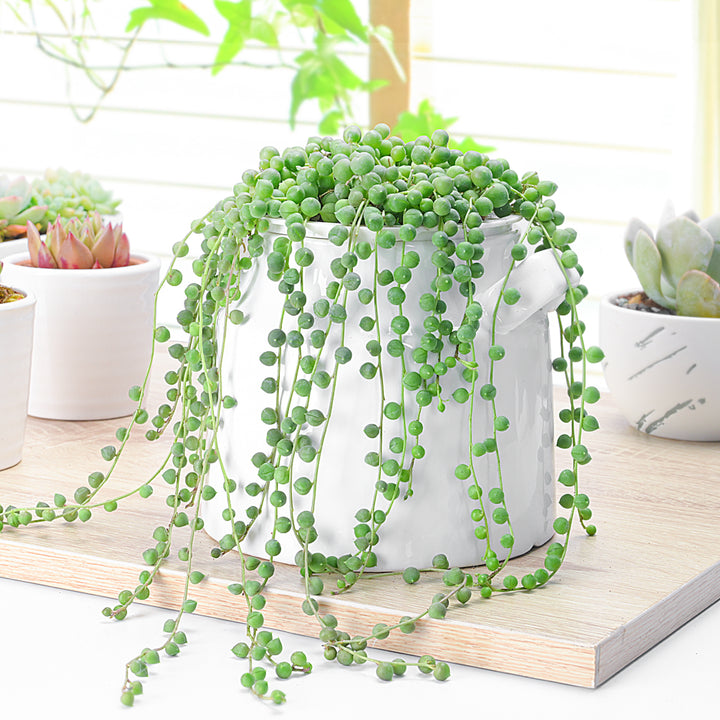 string of pearls succulent buy String of Pearls/Senecio Rowleyanus 1 Plant