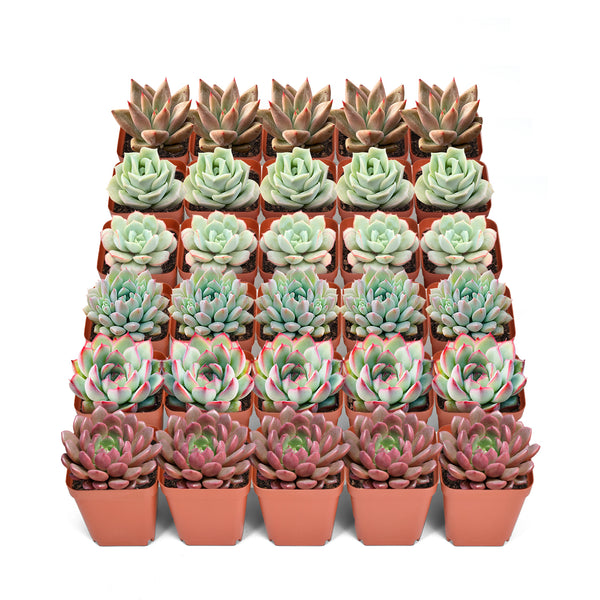 30-pack-of-2-inch-succulents