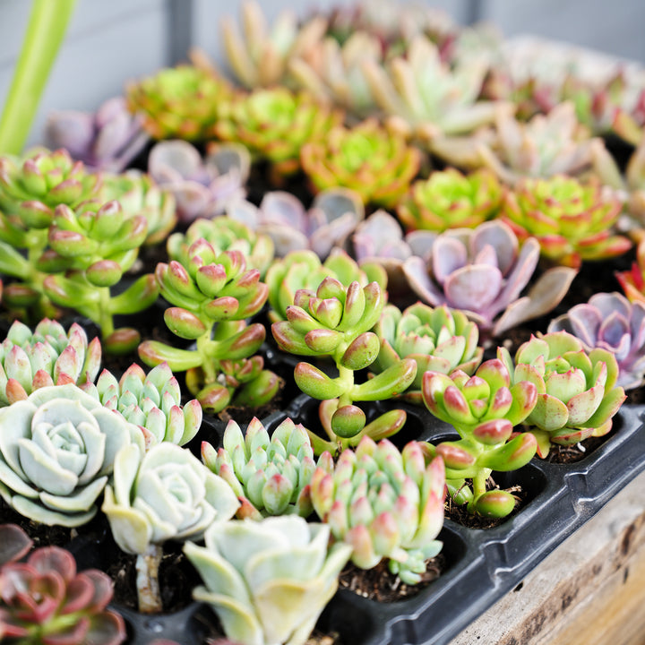 indoor succulent plug trays Assorted Succulent 72 Plug Tray (12 Varieties) – Thenextgardener