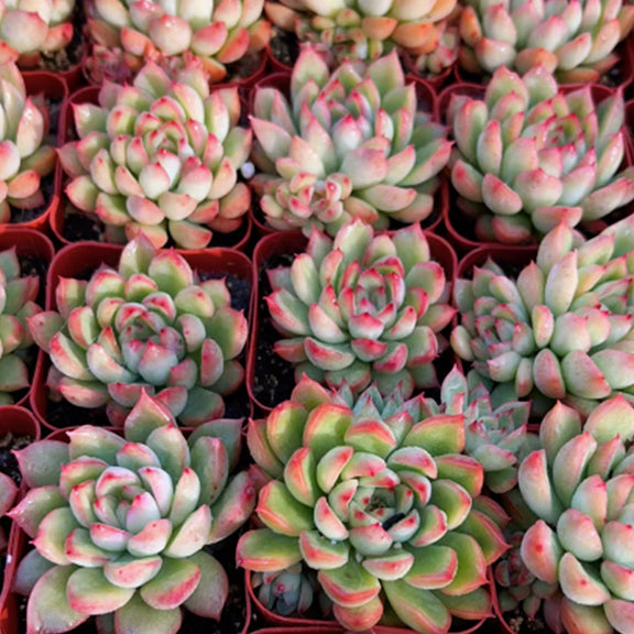 Echeveria 'Mebina' | THE NEXT GARDENER – Thenextgardener