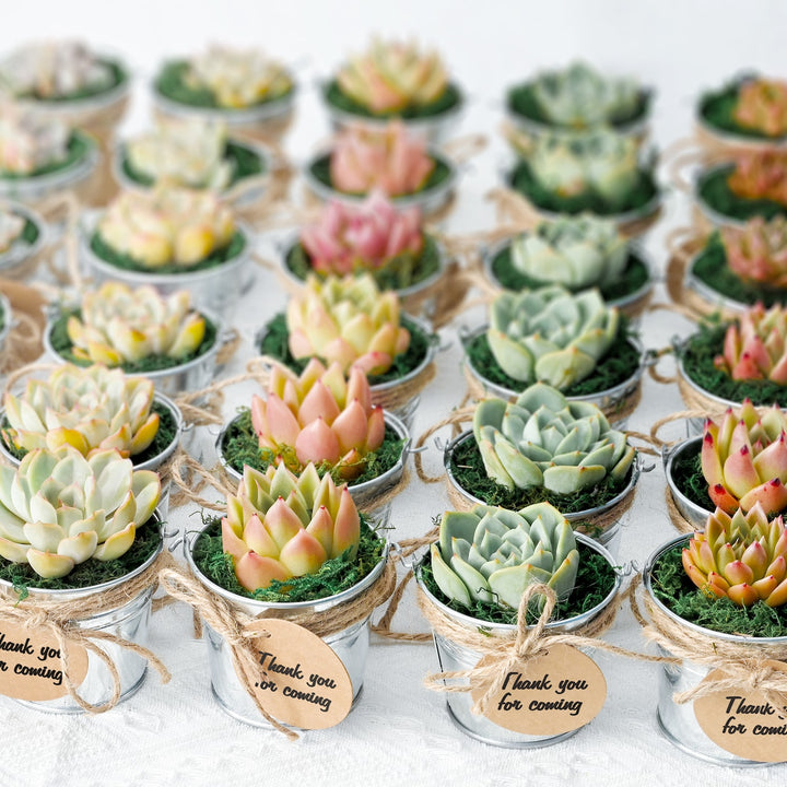 succulent birthday party ideas Classic Delicate Metal Bucket Succulent Favors (Tag Custom Supported)
