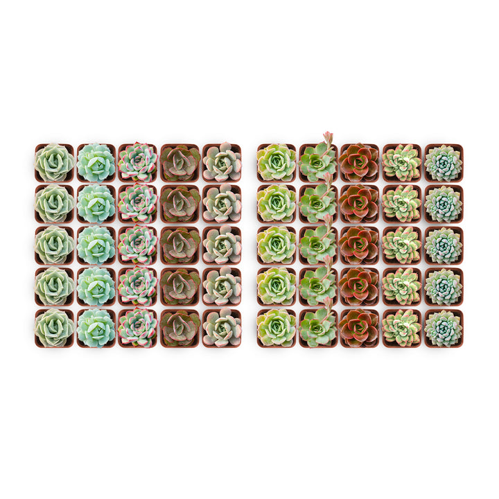 50 succulent plants 50 Small Rosettes Succulent Plants for Sale