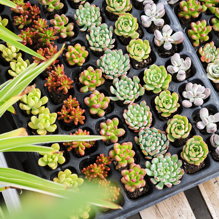 succulent trays for sale Assorted Succulent 72 Plug Tray (6 Varieties) – Thenextgardener