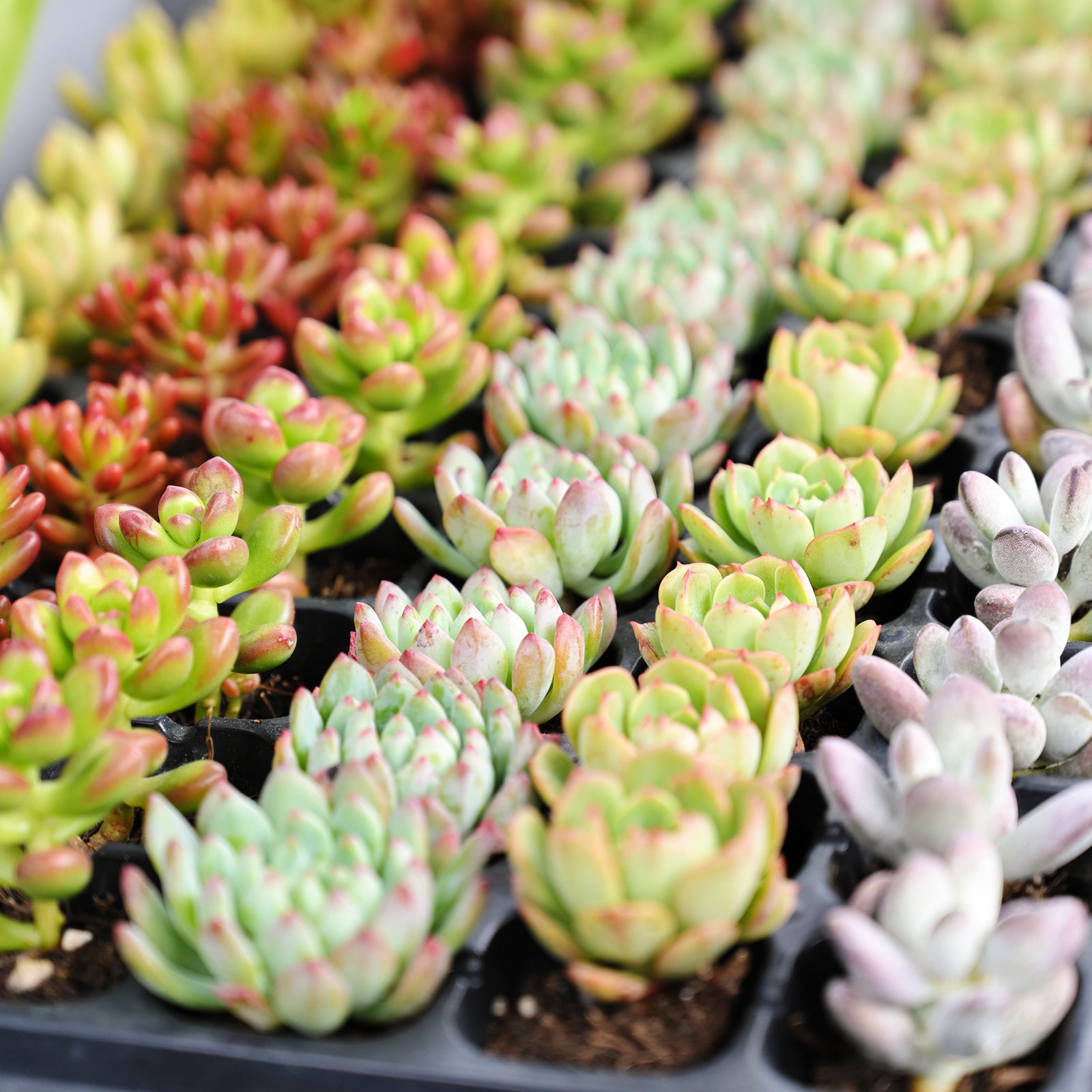 Assorted Succulent 72 Plug Tray (6 Varieties) – Thenextgardener