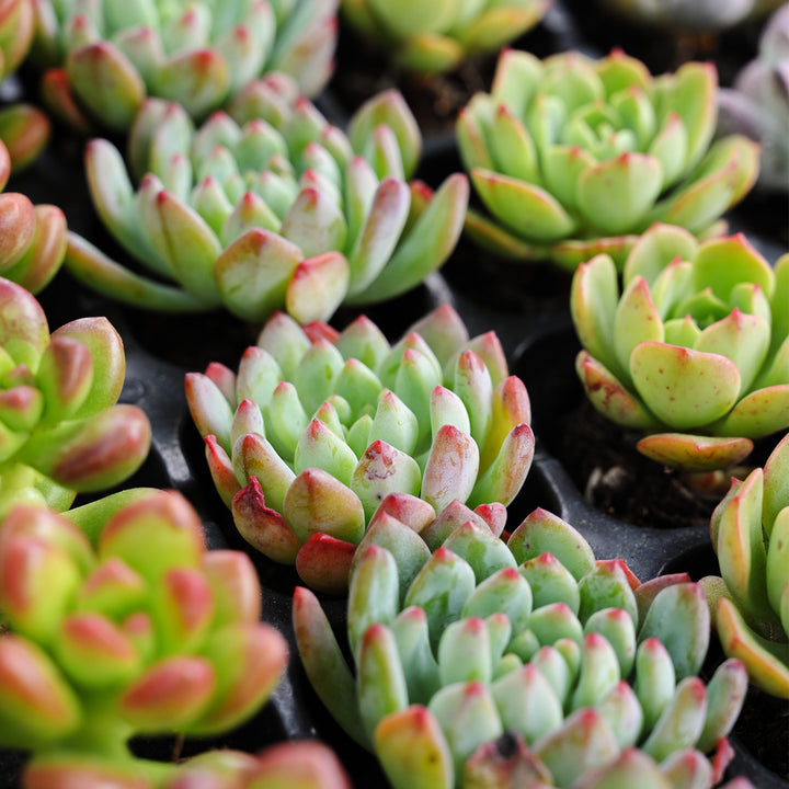 succulent plug trays Assorted Succulent 72 Plug Tray (6 Varieties) – Thenextgardener