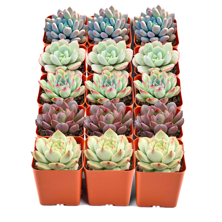 mini rose succulents 15 Assorted Rosette Succulents for Beginners