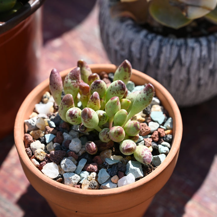 gritty mix succulents Gritty Mix Rocks for Succulent Top Dressing, Soil Amendments – Thenextgardener