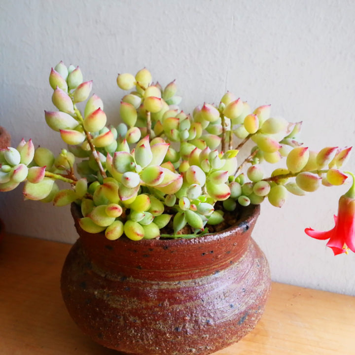 vintage-planter-and-cotyledon-pendens