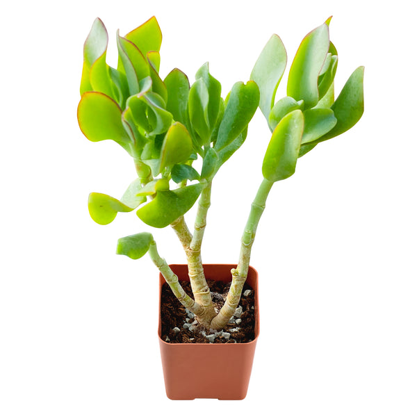 Crassula Arborescens Undulatifolia