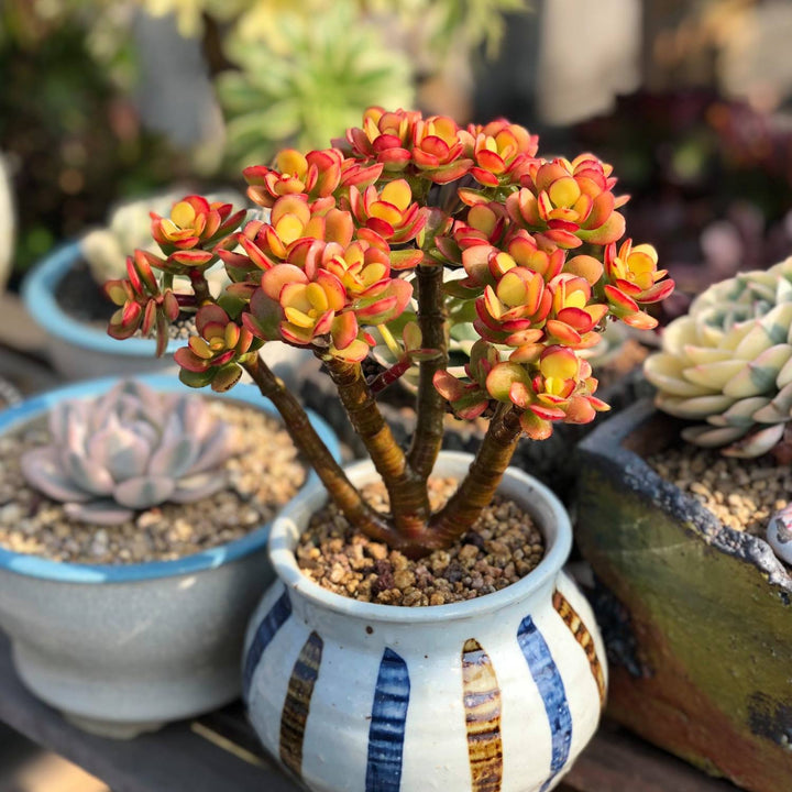 dwarf jade plants Crassula Ovata Crosby's Compact(Dwarf Jade Plant), 6''-8'' tall – Thenextgardener