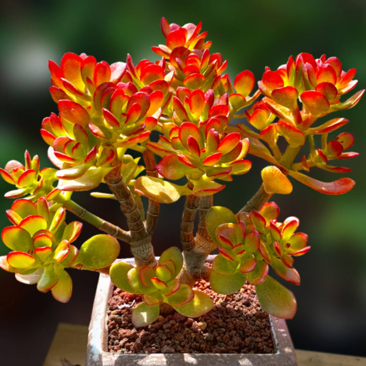 dwarf jade succulent Crassula Ovata Crosby’s Compact(Dwarf Jade Plant), 6''-8'' tall