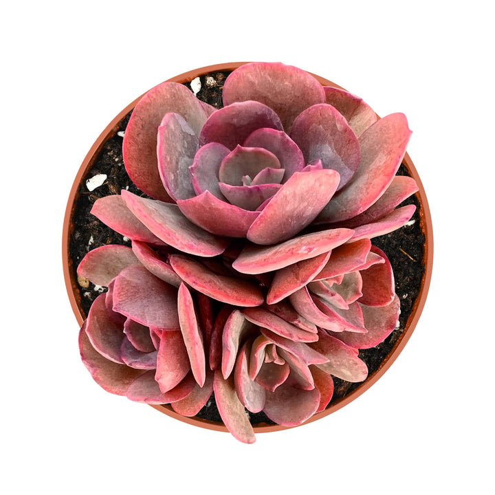 suyon succulent Echeveria 'Suyon' (4 inch)