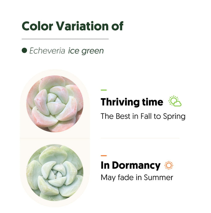 Echeveria 'Ice Green' (Rare)