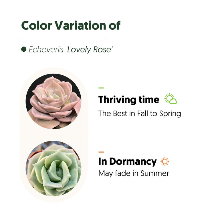 echeveria-lovely-rose