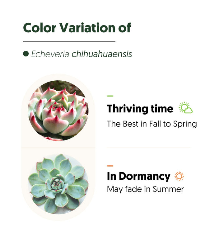 two-colors-of-echeveria-chihuahuaensis
