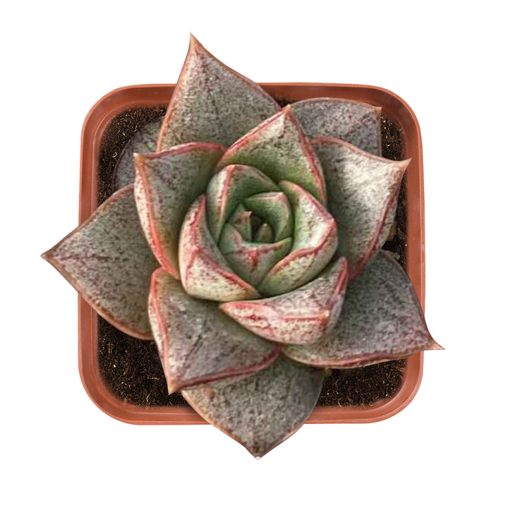 purpusorum succulent Echeveria Purpusorum