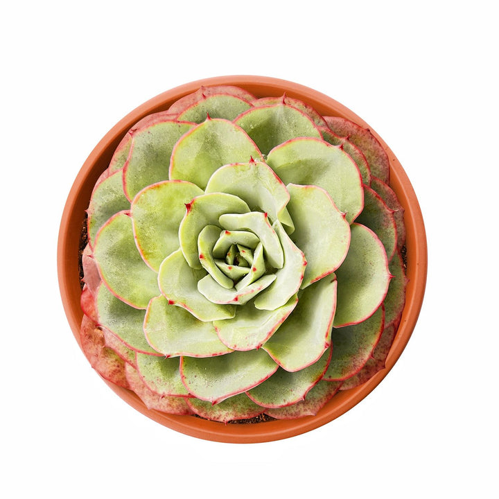 echeveria atlantis succulent Echeveria Atlantis (6 inch) – Thenextgardener