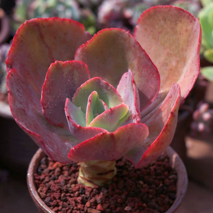 big echeveria succulent Echeveria Big Red (4 inch)