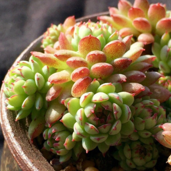 minima succulent Echeveria Minima 3 Plants