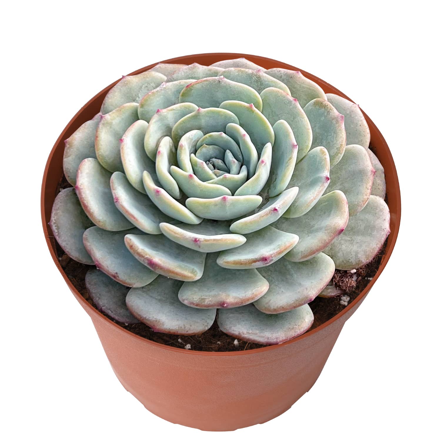 Echeveria Mont Blanc (6 inch)