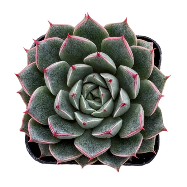 Echeveria Purpusorum sp. 'Pickup'