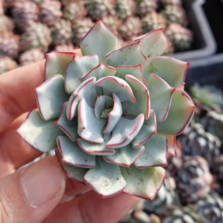 Echeveria Strictiflora var. Nova – Thenextgardener