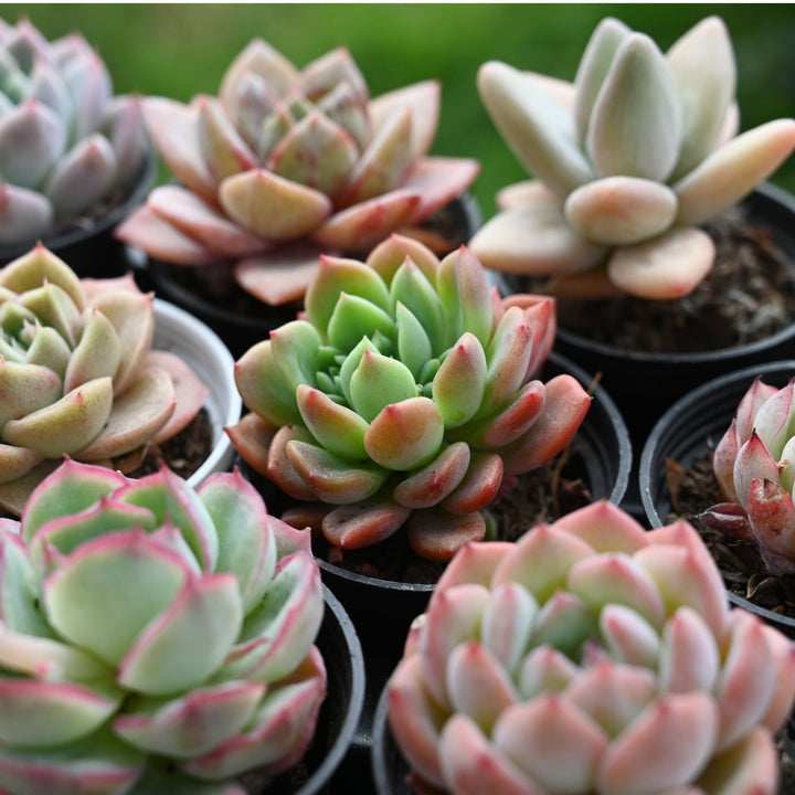 sweet and succulent shop Echeveria Agavoides 'Fanta'/Echeveria Sweet Orange