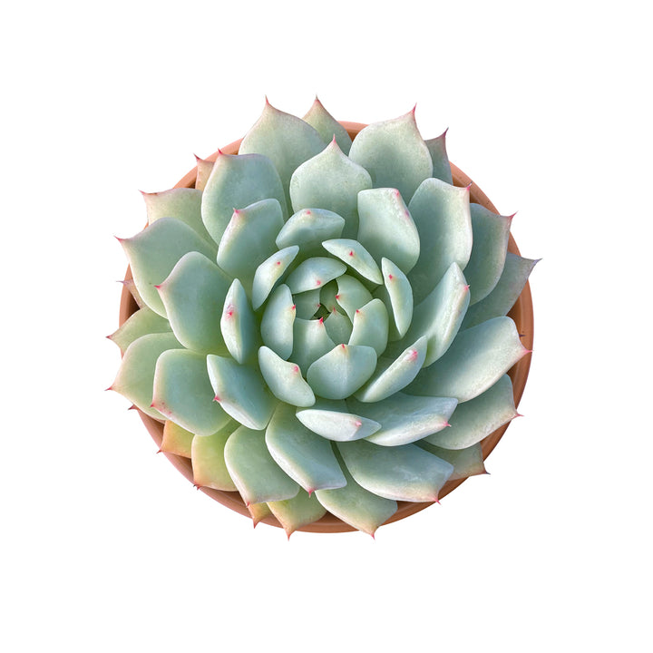 4-_inch_echeveria_tippy