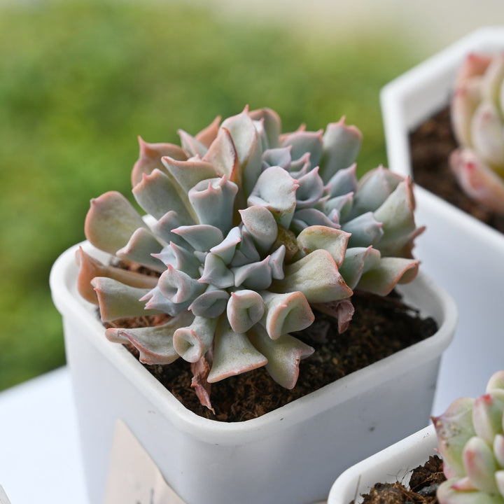 trumpet succulent Echeveria Trumpet Pinky
