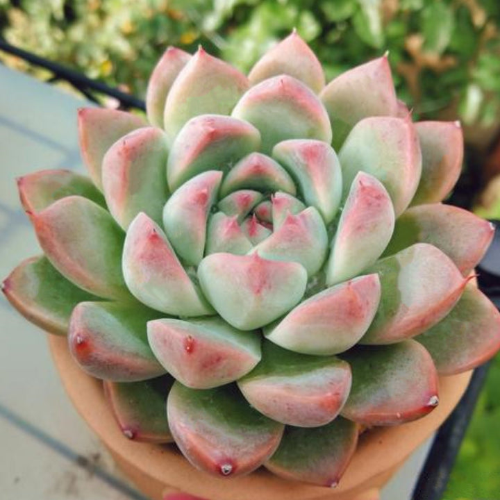 alba beauty succulent Echeveria 'Alba Beauty' (6 inch)