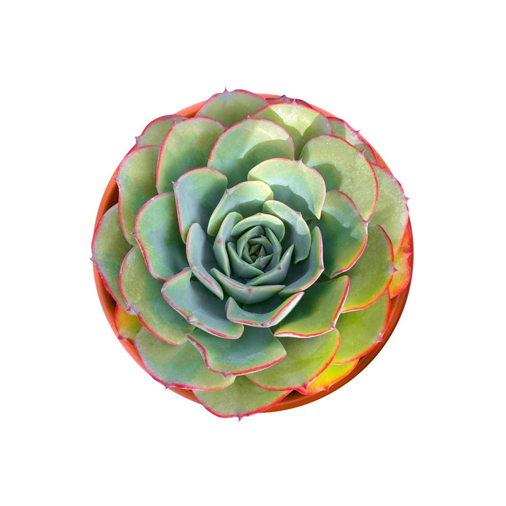 atlantis succulent Echeveria 'Atlantis' (4 inch) 10 Plants