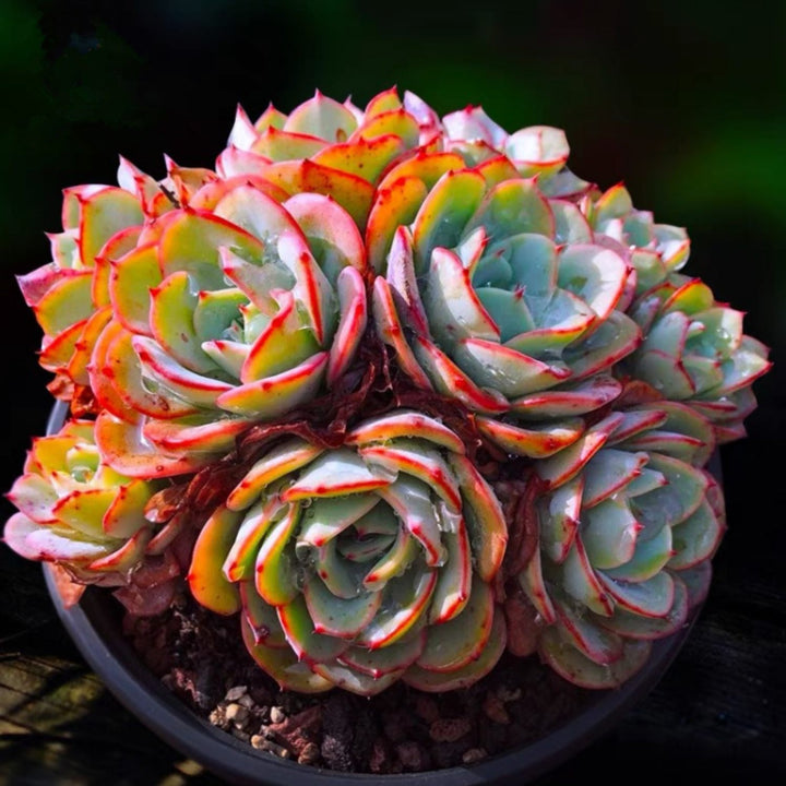 atlantis succulent Echeveria 'Atlantis' Fairy Garden Succulent