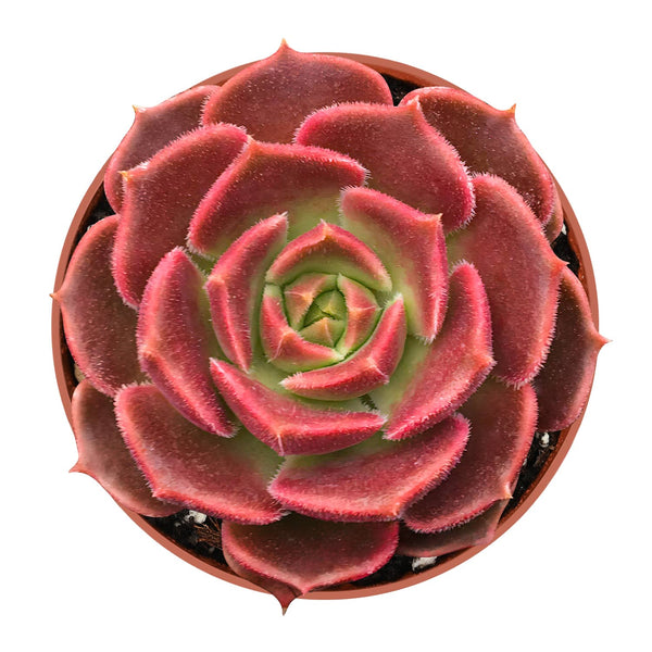 Echeveria 'Brown Rose' (4 inch)