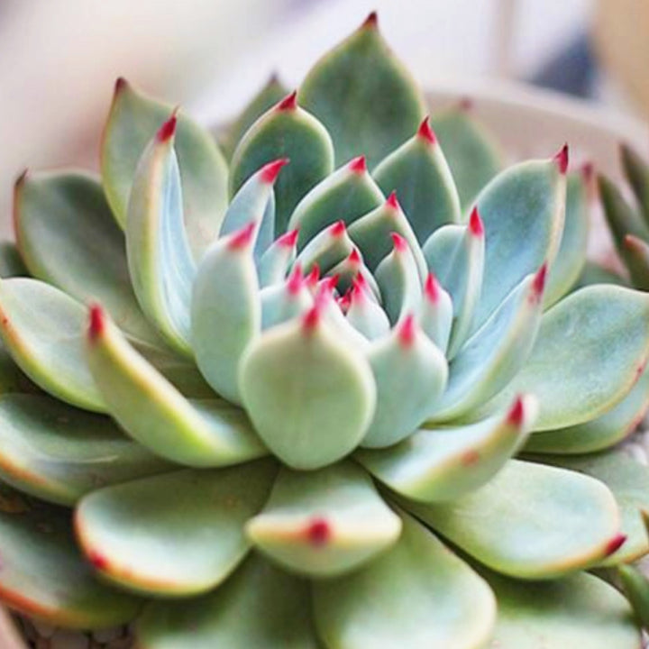 echeveria-chihuahuaensis-with-red-tips