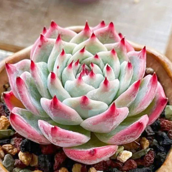 chihuahua succulent Echeveria 'Chihuahuaensis'