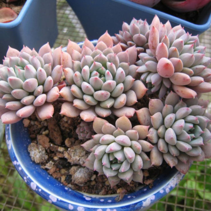 chrissy and ryan succulents Echeveria 'Chrissy N ryan'-The Next Gardener 5 Plants